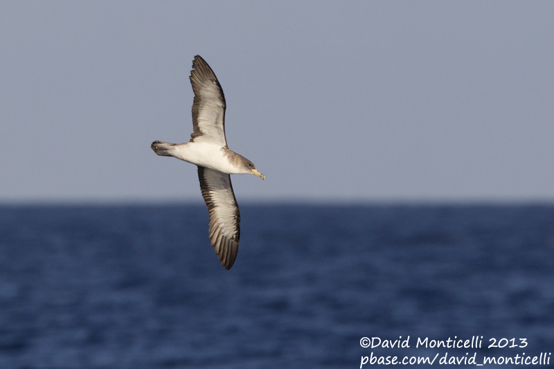 Corys Shearwater (Calonectris diomedea)(ssp. borealis)_Banco de la Concepcion, off Lanzarote (Canary Is.)