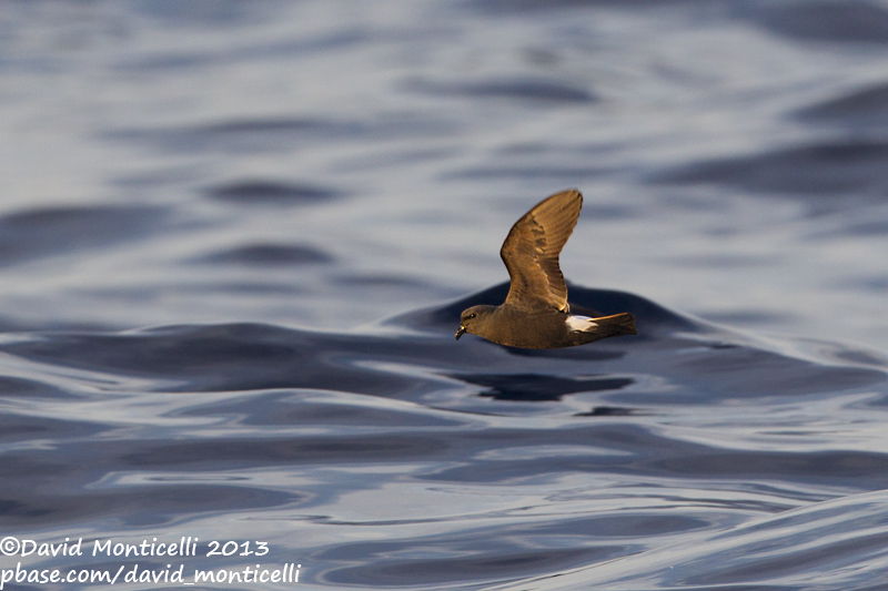 Madeiran Storm-petrel (Oceanodroma castro)_Banco de la Concepcion, off Lanzarote (Canary Is.)