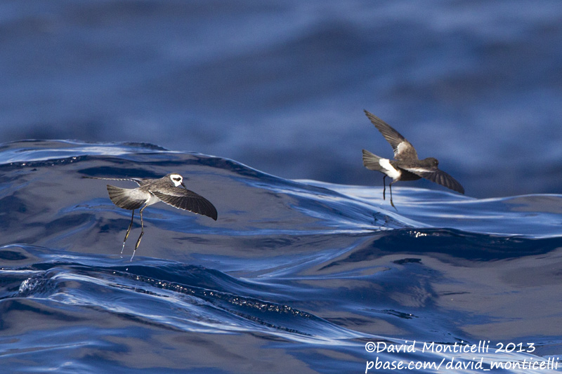 White-faced (Pelagodroma marina) & Wilsons Storm-petrel (O. oceanicus)_Banco de la Concepcion, off Lanzarote (Canary Is.)