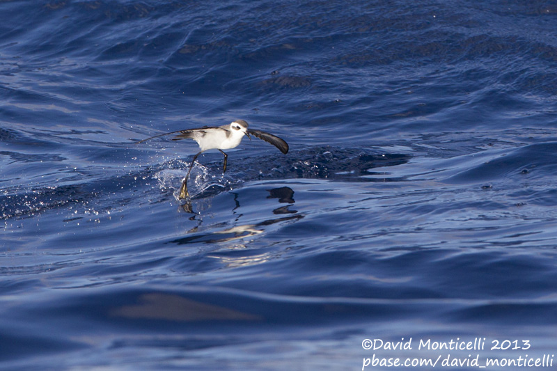 White-faced Storm-petrel (Pelagodroma marina)_Banco de la Concepcion, off Lanzarote (Canary Is.)