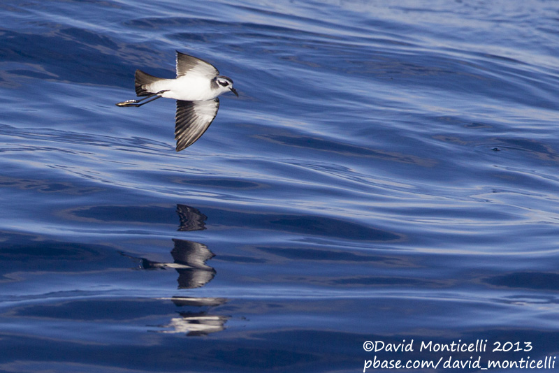 White-faced Storm-petrel (Pelagodroma marina)_Banco de la Concepcion, off Lanzarote (Canary Is.)