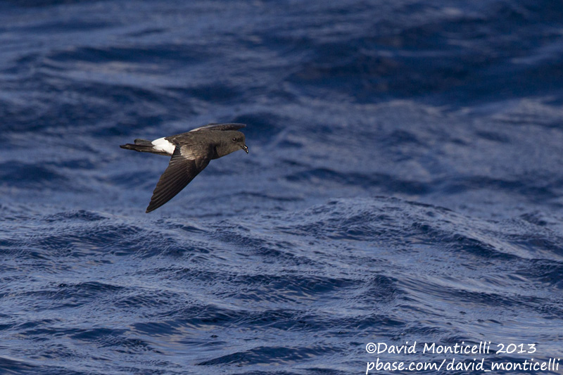 Wilsons Storm-petrel (Oceanites oceanicus)_Banco de la Concepcion, off Lanzarote (Canary Is.)