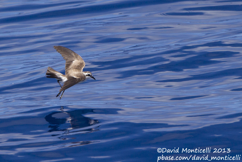 White-faced Storm-petrel (Pelagodroma marina)_Banco de la Concepcion, off Lanzarote (Canary Is.)