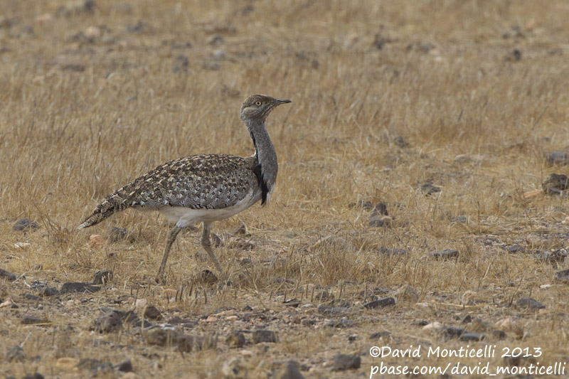 Houbara Bustard (Chlamydotis undulata)(ssp. fuertaventurae)_El Jable plains, Lanzarote (Canary Is.)