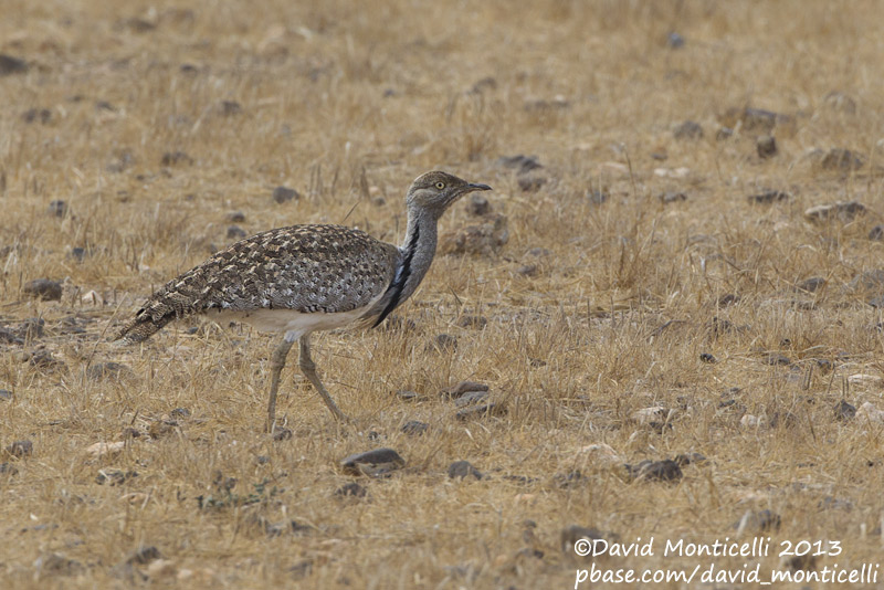 Houbara Bustard (Chlamydotis undulata)(ssp. fuertaventurae)_El Jable plains, Lanzarote (Canary Is.)
