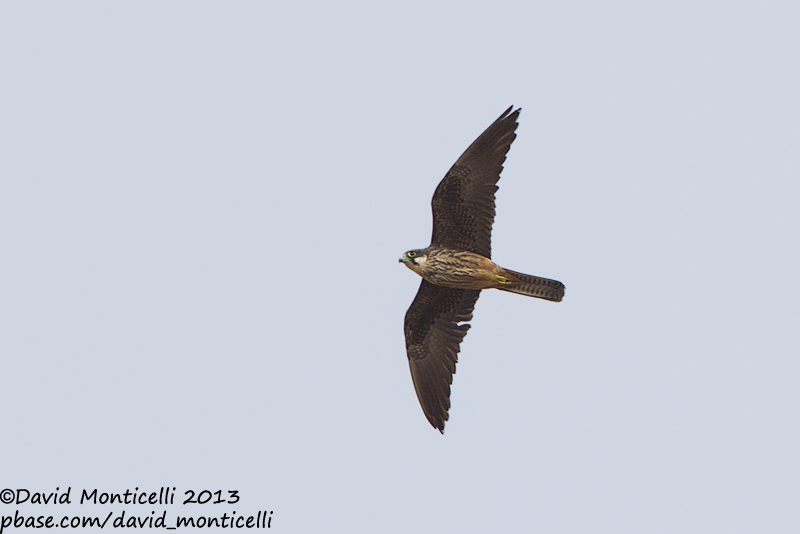 Eleonoras Falcon (Falco eleonorae)_Mirador del Rio, Lanzarote (Canary Is.)