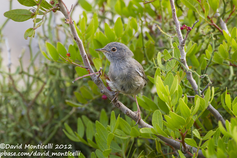 Balearic Warbler (Sylvia balearica)(juvenile)_Boquer valley, Mallorca (Balearic Is.)