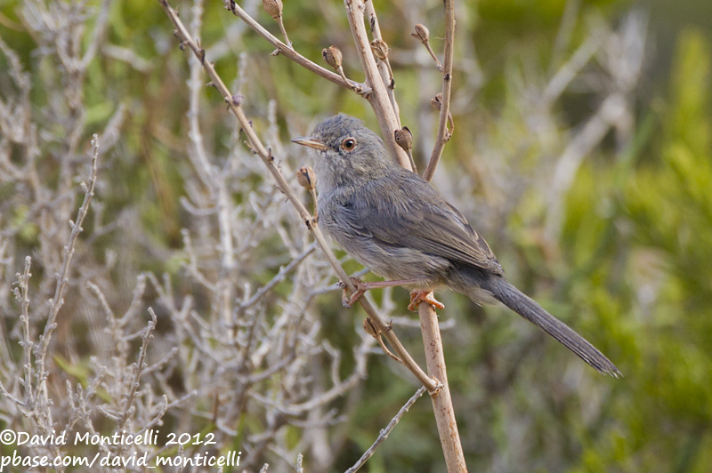 Balearic Warbler (Sylvia balearica)(adult)_Boquer valley, Mallorca (Balearic Is.)