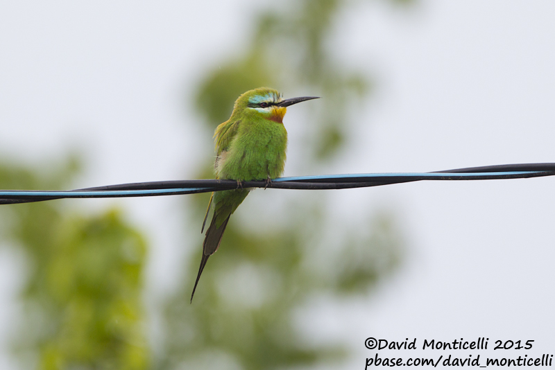 Blue-cheeked Bee-eater (Merops persicus)_Shirvan NP (Salyan Region)