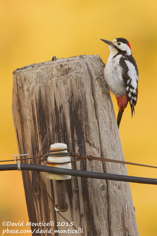 Syrian Woodpecker (Dendrocopos syriacus)(male)_Mistan (Lesser Caucasus)