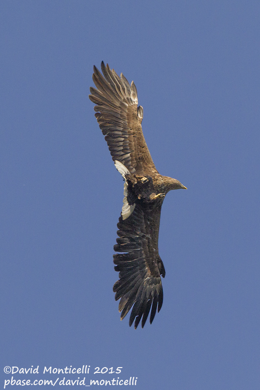 White-tailed Eagle (Haliaetus albicilla)(adult)_Kalinkovo, Bratislava (Slovakia)