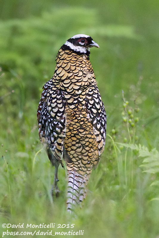 Reeves Pheasant (Syrmaticus reevesii)(male)_Fort dHesdin (France)