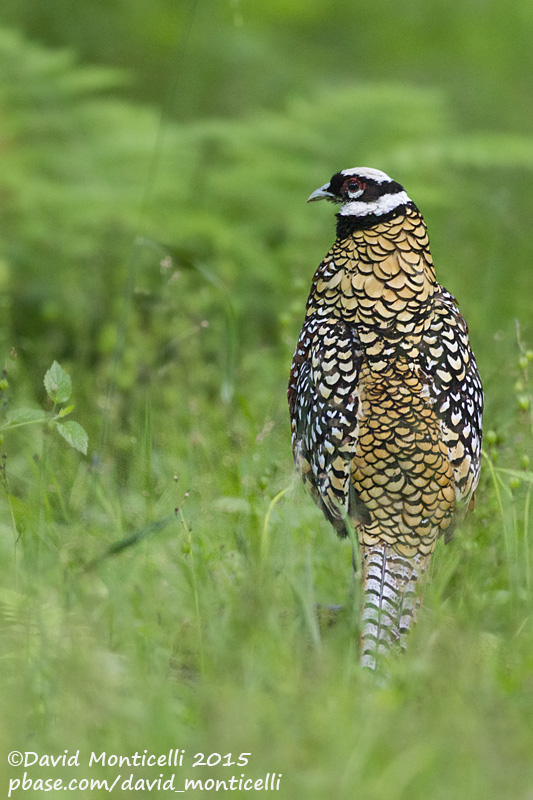 Reeves Pheasant (Syrmaticus reevesii)(male)_Fort dHesdin (France)