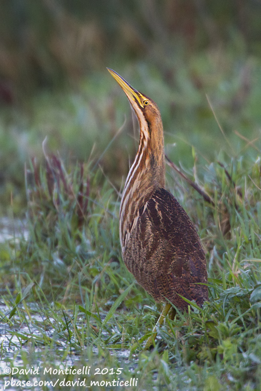 American Bittern (Botaurus lentiginosus)_Castlefreke lake, Co. Cork (Ireland)