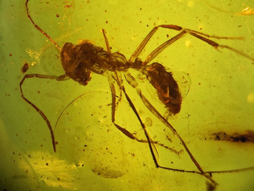 Ant in Cretaceous amber, 8 mm, Myanmar.