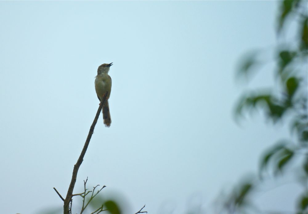 Salalah bird5.jpg