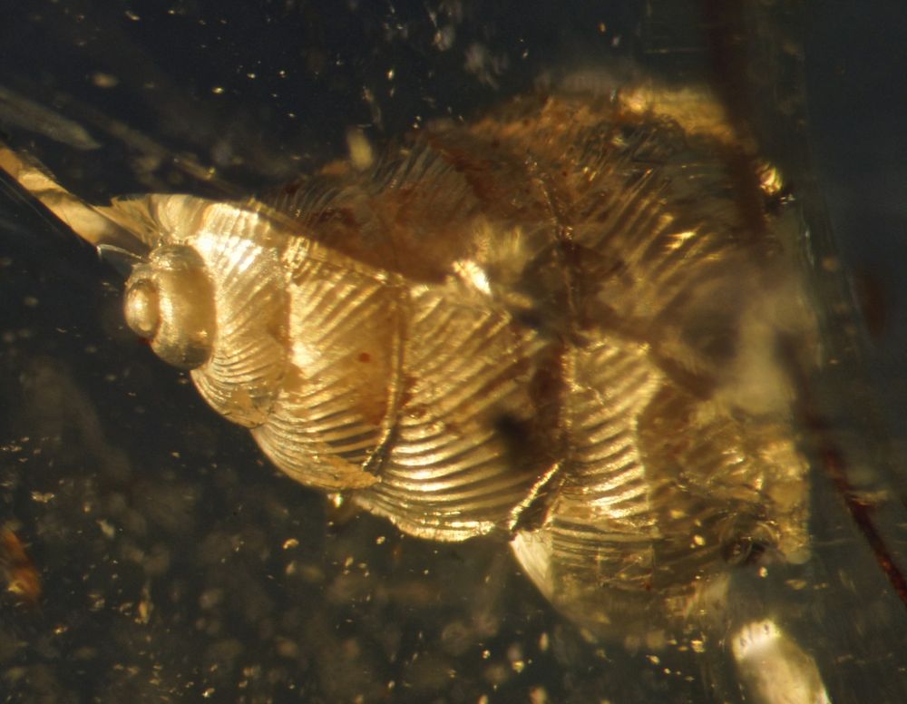 Terrestrial gastropod in Cretaceous Burmese amber