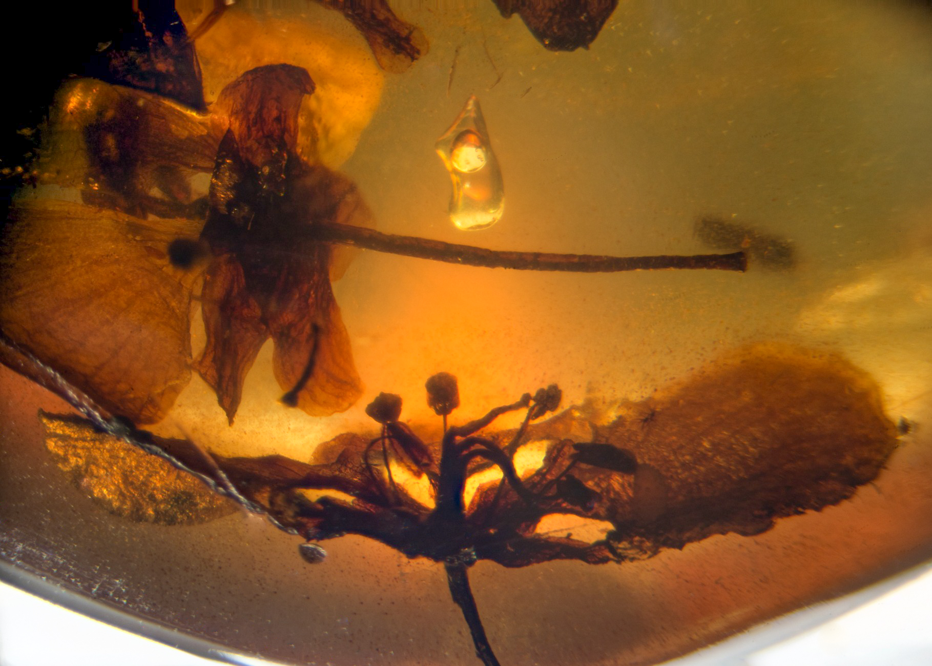 Burmese amber containing leaves and six flowers showing excellent details of sepals, pistil, stamens and petals. Hukawng Valley.