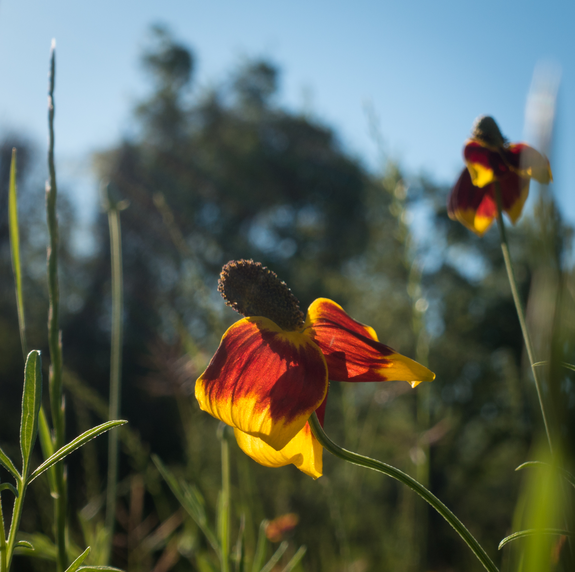 Indian Paintbrush 1-33.jpg