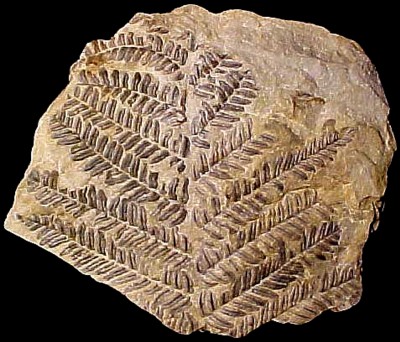 Pecopteris jongsmanni, Spain