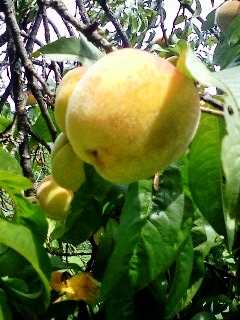 A Real Jersey Peach