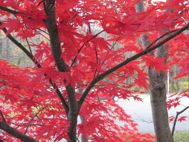 Japanese Maple in full Color