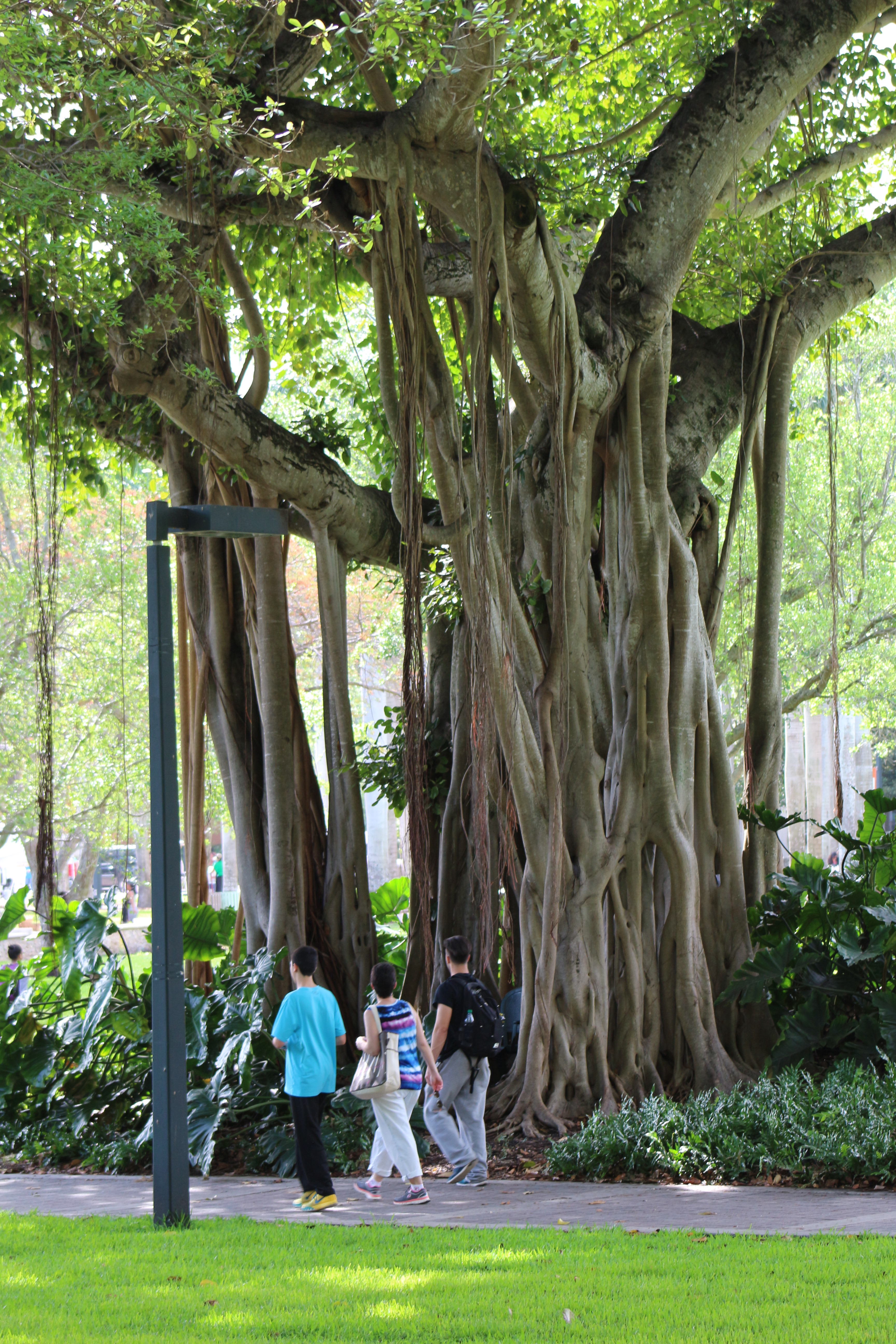 Banyan Tree