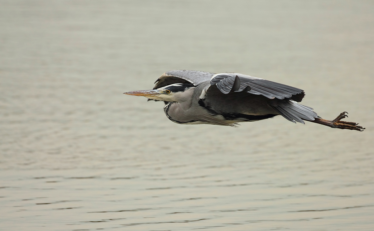 Blauwe Reiger (Grey Heron)