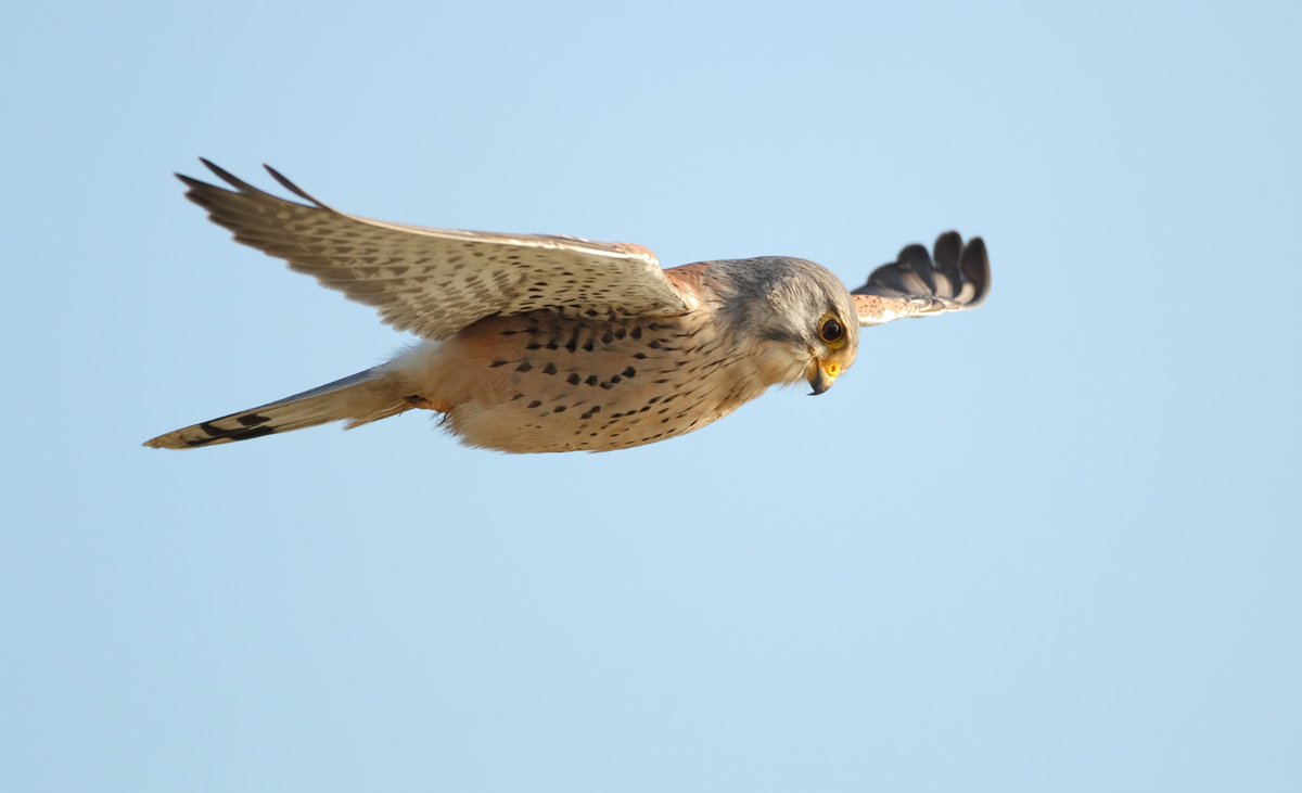 Torenvalk (Common kestrel)