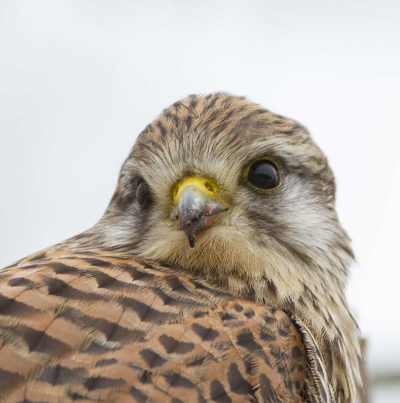 Torenvalk (Common kestrel)