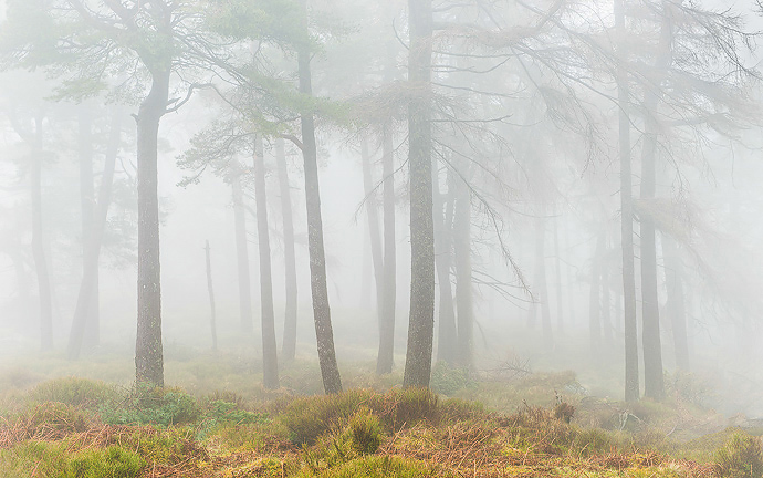 Enchanted Forest