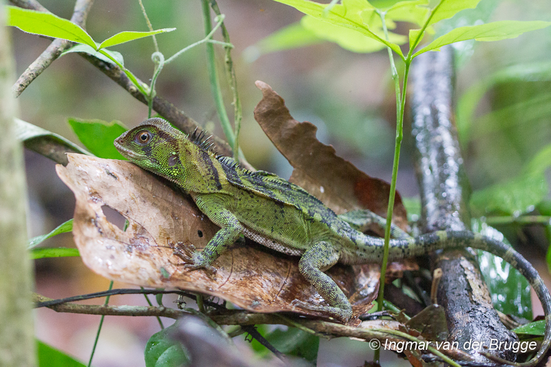 Hoplocercidae