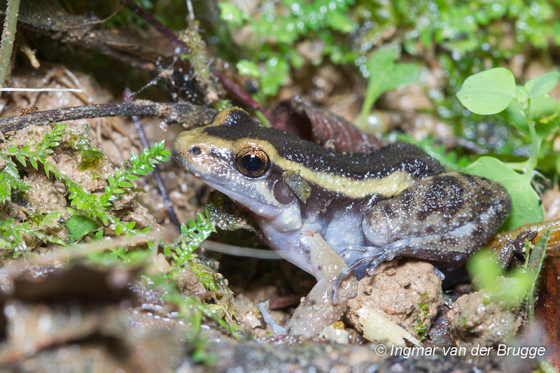 Leptodactylidae