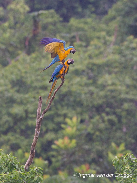 Blue-and-yellow Macaw