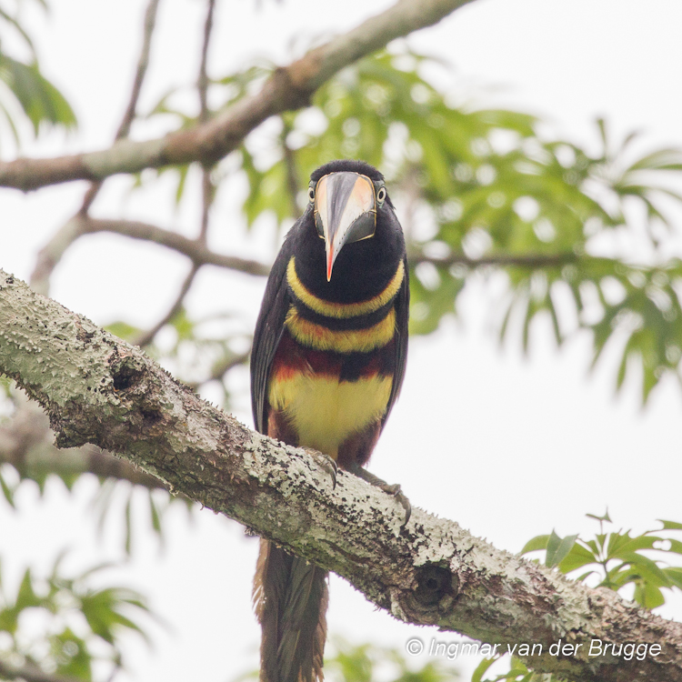 Many-banded Aracari