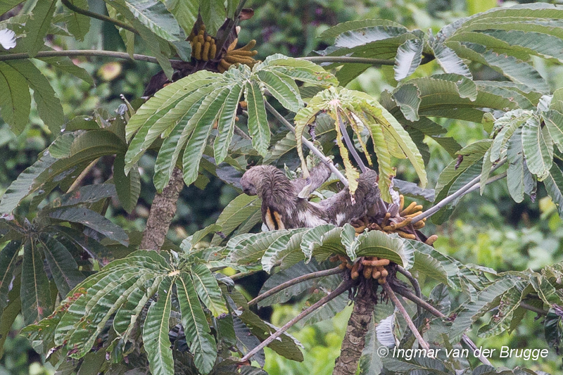 Brown-throated Three-toed Sloth - Bradypus variegatus