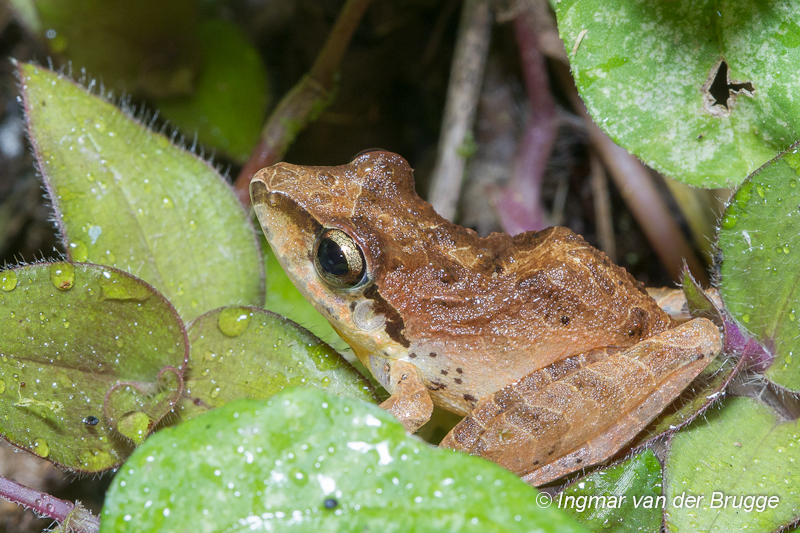 Craugastoridae