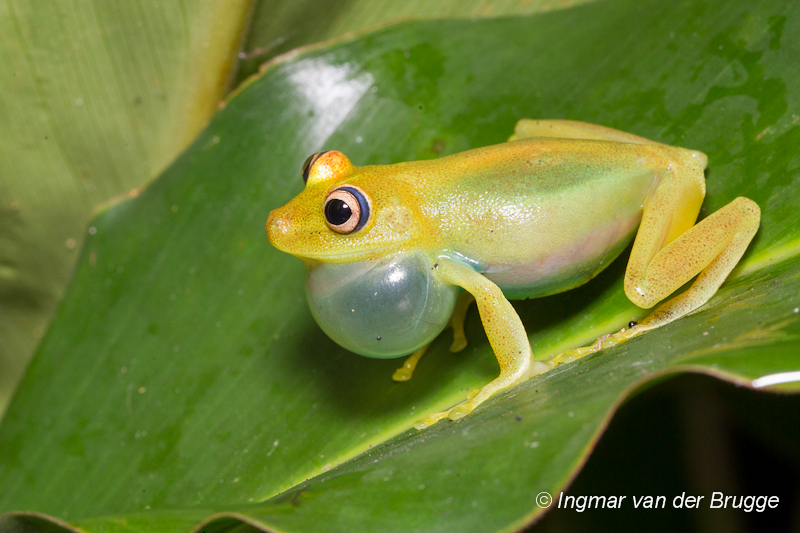 Hylidae