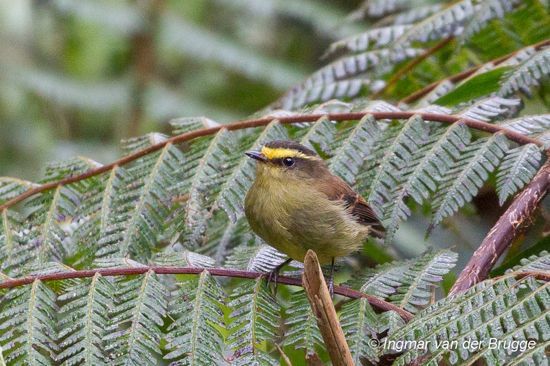Russet-crowned Warbler
