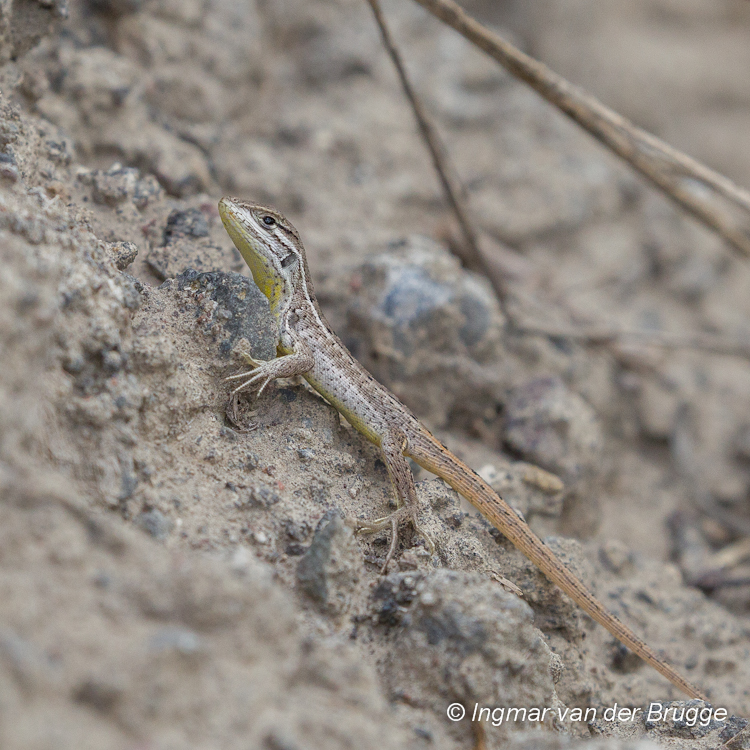 Tropiduridae (Neotropical Ground Lizards)