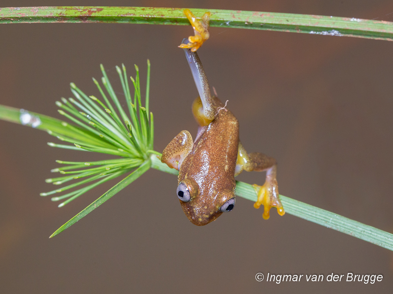 Hyperoliidae