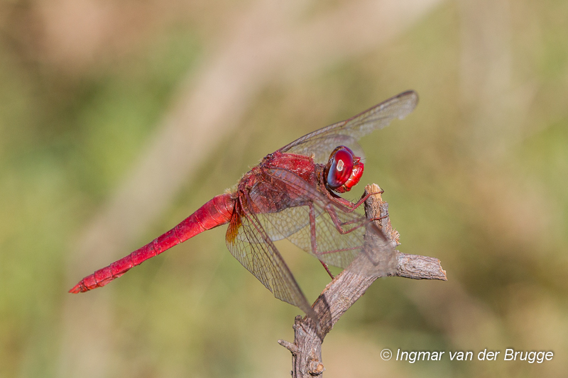 Crocothemis erythraea - Broad Scarlet