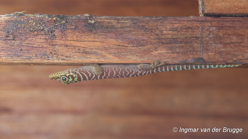Phelsuma standingi - Standings Day Gecko