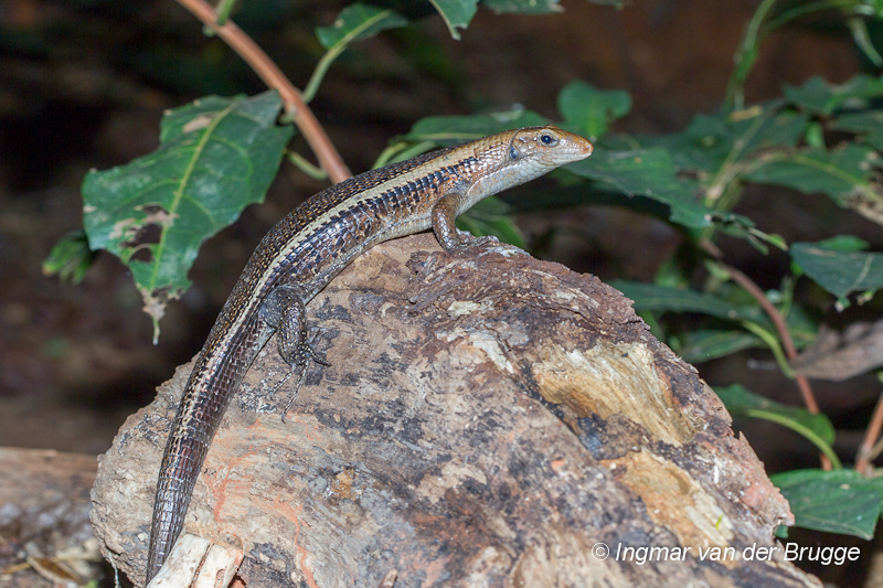 Gerrhosauridae