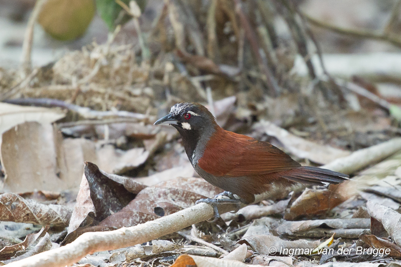 Black-throated Babbler