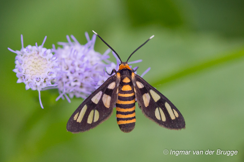Amata huebneri