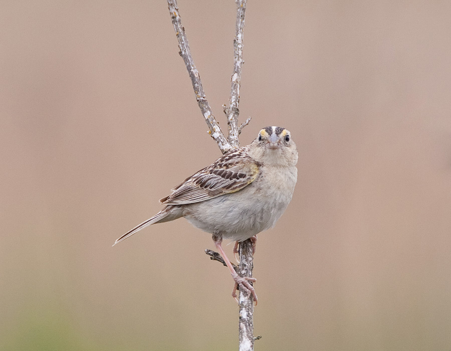 Grasshopper Sparrow