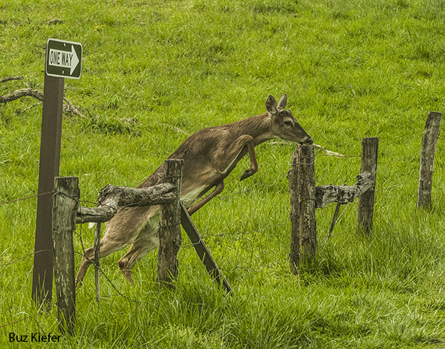 Button Buck Obeying the Law 