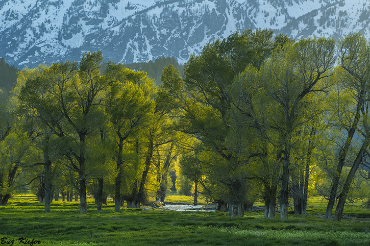 Morning Light 