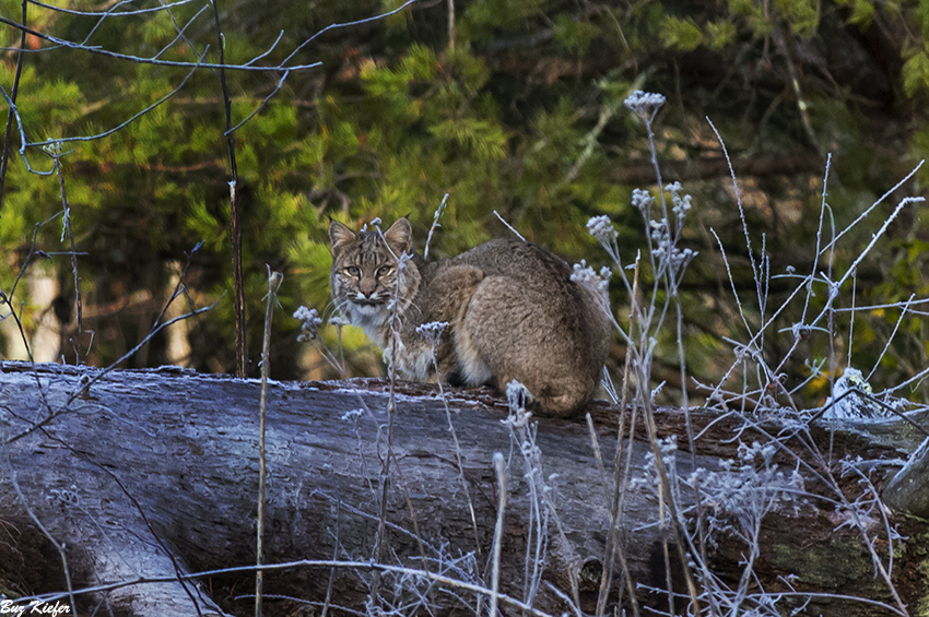Bobcat on a Log 